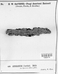 Hymenochaete curtisii image